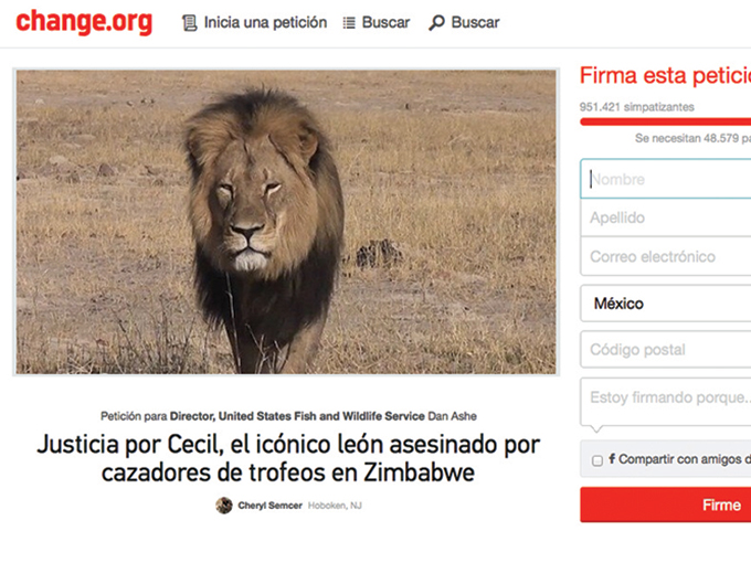 Que se haga justicia por la caza y muerte ilegal del león Cecil, que vivía en una reserva en Zimbabue, es una de las peticiones más visitadas. 