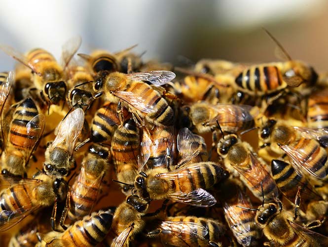 Abejas atacan a 30 personas y obligan cierre de metro en Venezuela