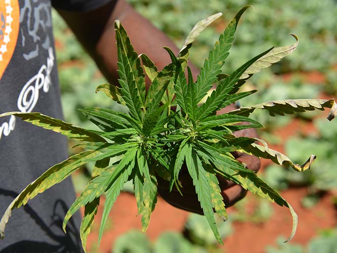 Estado de Colorado quiere dar a contribuyentes dinero de mariguana