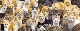 EN JAPON: La isla de los gatos; los llevaron para acabar con una plaga de ratones y... ¡se multiplic