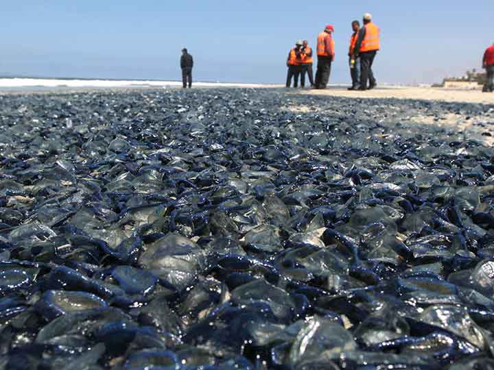 Medusas muertas cubren playas de Rosarito, BC — Fotogalería