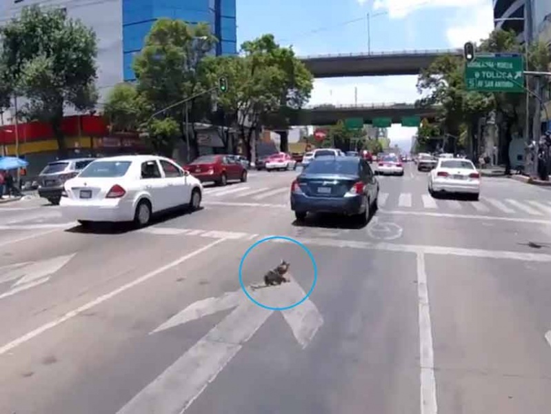 Ciclista salva a perrito de ser atropellado en Av. Revolución en CDMX