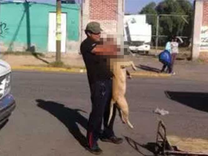 Un hombre ahorcó a un perro, presuntamente de raza pitbull, en la colonia Jardines de Morelos. Foto: Denuncia Ecatepec Un hombre ahorcó a un perro, presuntamente de raza pitbull, en la colonia Jardines de Morelos. Foto: Denuncia Ecatepec